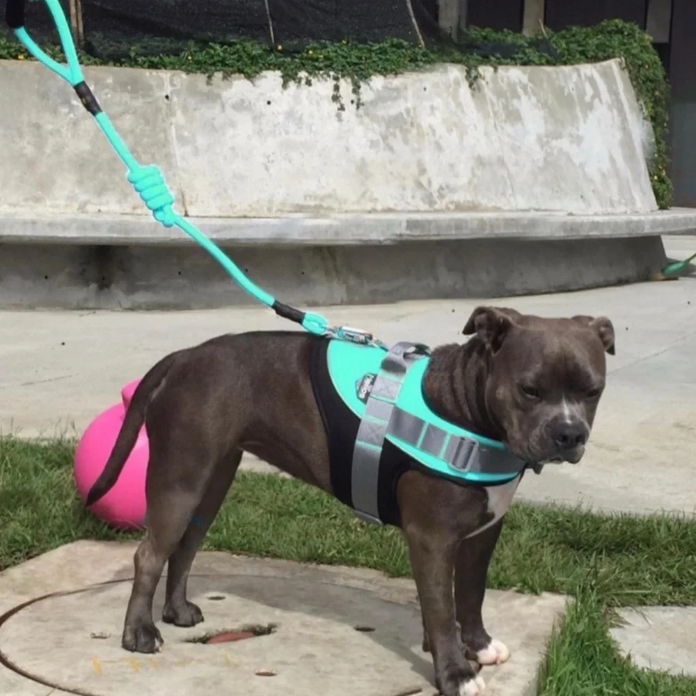 HELIOS • Teal Bark Mudder Leash Harness Dog Walker